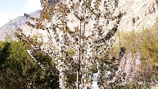 Village charry blossom.