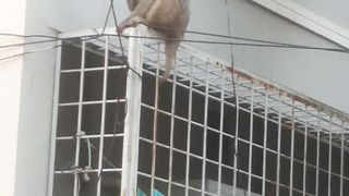 Monkey 6
