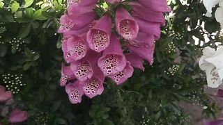 Foxglove flowers