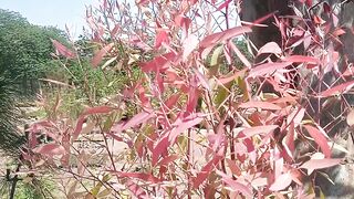 Eucliptus