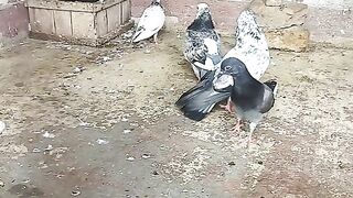 Kalabaz pigeon's 3