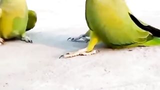 My parrots