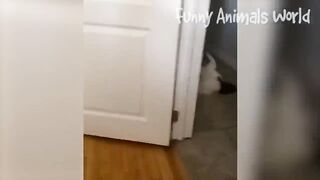 Funniest Dogs And Cats Videos ???? - Best Funny Animal Videos 2023 ???? #17