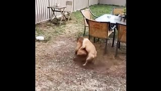 Best Funniest Animals Videos 2023 ???? - Try Not To Laugh Dogs And Cats ????