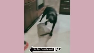 funny moments compilation | funny animals compilation ||
