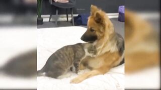 Baby Dogs - Cute and Funny Dog Videos Compilation 6