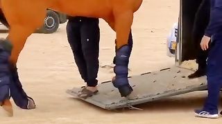 Kuwait horse