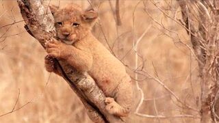 Lion cub thought its mother had died because it had not been home all night