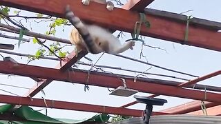 funny cat #viral #video #news