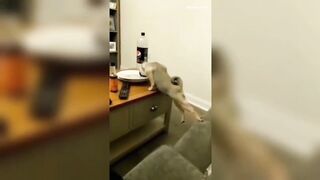 Funniest Animals Video - Best Cats???? and Dogs???? Videos of 2023 Compilation! 4