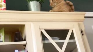 FUNNY ANIMAL COMPLIATION