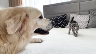 Golden Retriever Meets New Tiny Kitten for the First Time!
