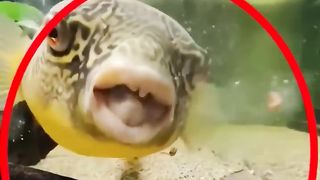 Alloxu akbar