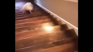 Animals Funny 2