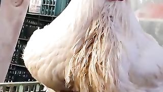 title18.5 Kg Ambros Broiler Chicken