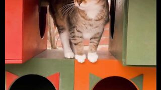 Cats says I love you
