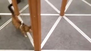 This is what happen when a cat enters the mirror maze