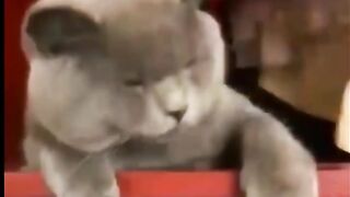 Funny Cats????\ #shorts\ Funniest Videos 2023 #funnycats #funnyDogs #mintasticshort #youtubeshorts