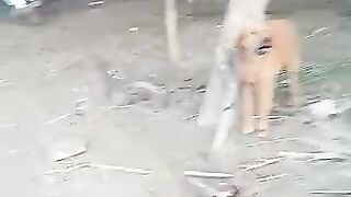 Deera forman da my best dogs
