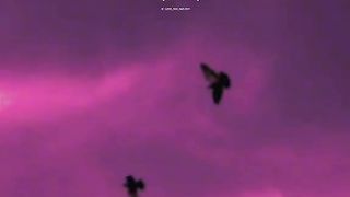 This song????