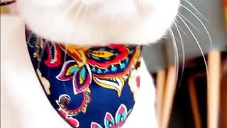 CATS WORLD 10