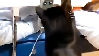 CATS WORLD 11