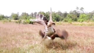 Eagle vs chicken amazing hunting fight