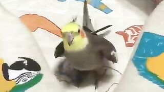 Funny Animal Activities | Funny ANIMAL Compilation