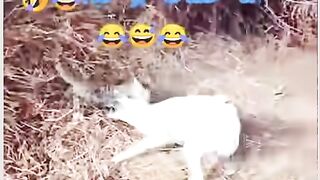 Dog Vs cat amazing fight