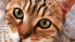 CATS WORLD 12