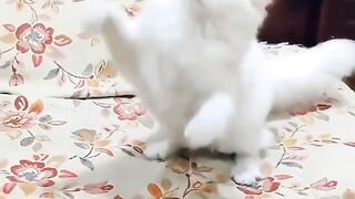 Beautiful Cat Playing