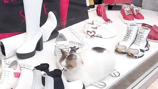 КОТКИТЕ НА ИСТАМБУЛ