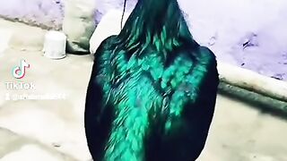Murga