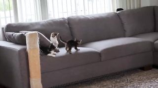 Cute kittens 3