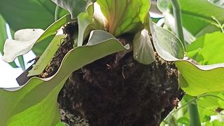 Platycerium collection