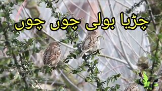 chirya boli chu chu chu Allah hu