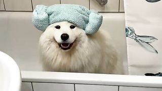 My Dogs' Year in 15 Seconds