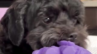 puppy dog pals #dog