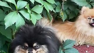 dog calming music #dog #shorts