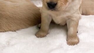 Pinks 3 week old puppy bark???? #puppy #goldenretriever #nz #cute #puppies