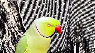 Talking parrot 3