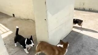 #cute #dog #foryou #animals #pet #funny #fyp