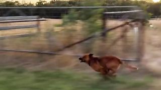 light work #dogsrunning #acd #australiancattledog #workingdogs