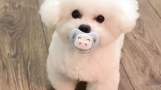 #cutedog #foryou #fyp #bichonfrise