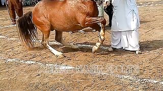 #best horses dance of 2023#ytshorts#youtubeshorts#