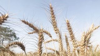 Wheat season in village
