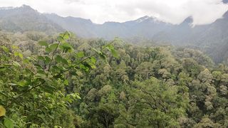 kanopi of forest