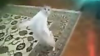 funny cat 7