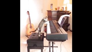 Funny Cats???? Funniest Videos 2023 #funnycats #funnyDogs #mintasticshorts #munchkincat#puppycat
