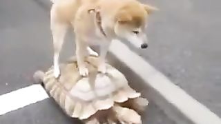 dog and turtle